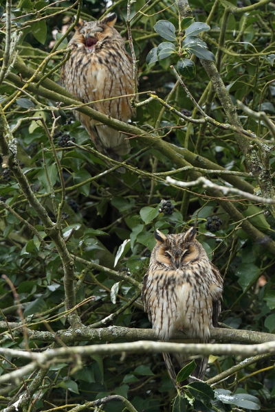 IMG_9476.JPG - Hibou moyen-duc, qlq part en Beauce ..
