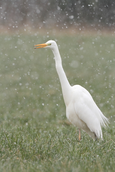 IMG_9988_.JPG - Grande aigrette, Sonchamp (78)