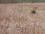 Butor-Etangs-StHubert(17janv2010)