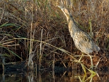 Butor-MaraisEssonne(dec2011)