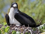 Oiseaux-Polynesie_2011