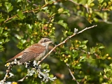 Oiseaux-Vercors(aout2013)