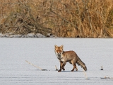 Renards-MaraisEssonne(4fev2012)
