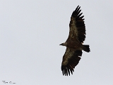 Vercors-Oiseaux-Papillons(aout2010)