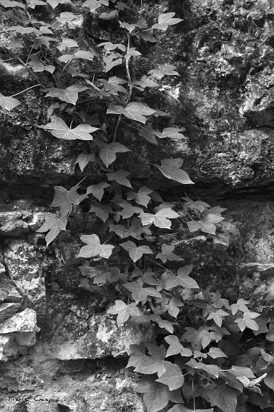 CRW_6075.JPG - Moulin du Saut (Vallée de l'Alzou, Rocamadour)