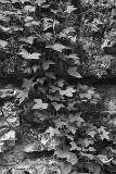 CRW_6075