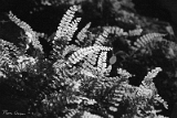 CRW_6138