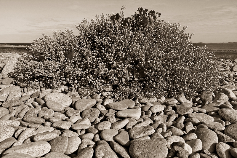 IMG_2291_PF.jpg - Sillon de Talbert - Chou de mer