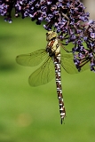 IMG_2108_PF
