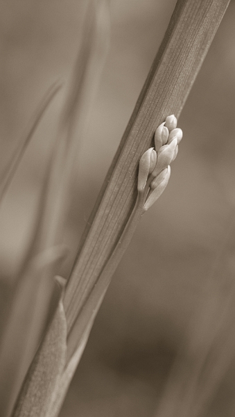 IMG_1340_PF.jpg - Muguet