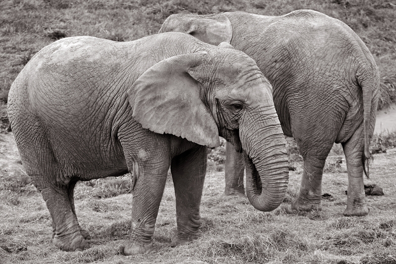 IMG_4888_.jpg - Elephant d'Afrique